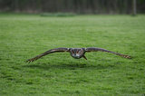 Eagle Owl Flying Very Low T2E8923